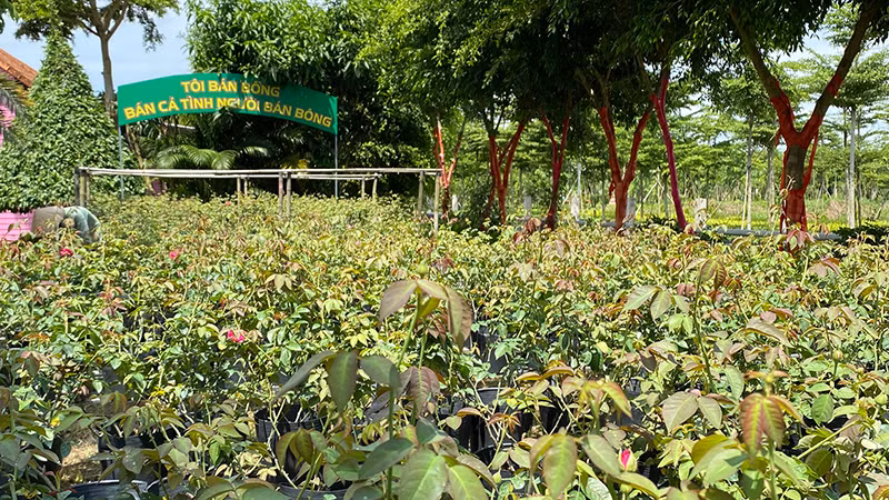 Khu du lịch Cánh đồng hoa hồng Sa Đéc đầu tư 3.000 chậu hoa hồng để phục vụ cho Festival hoa-kiểng.