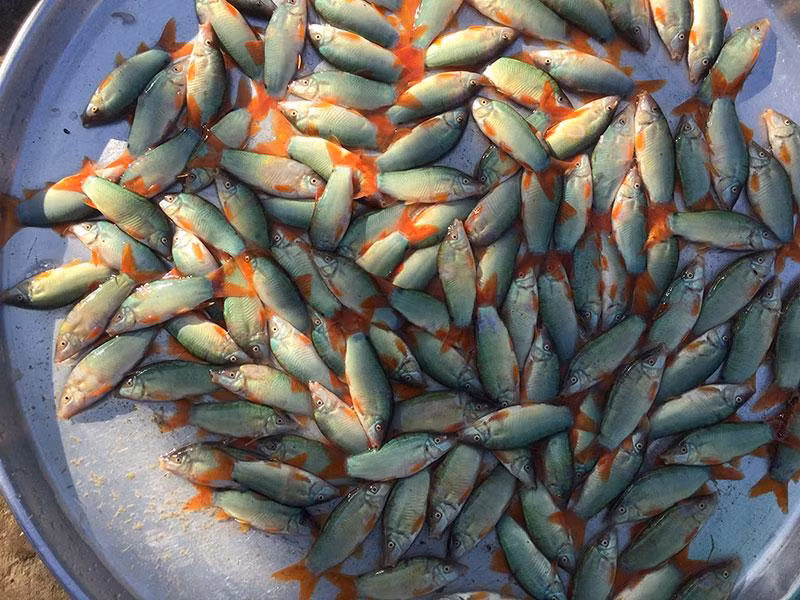 Cá heo đặc sản nước nổi.