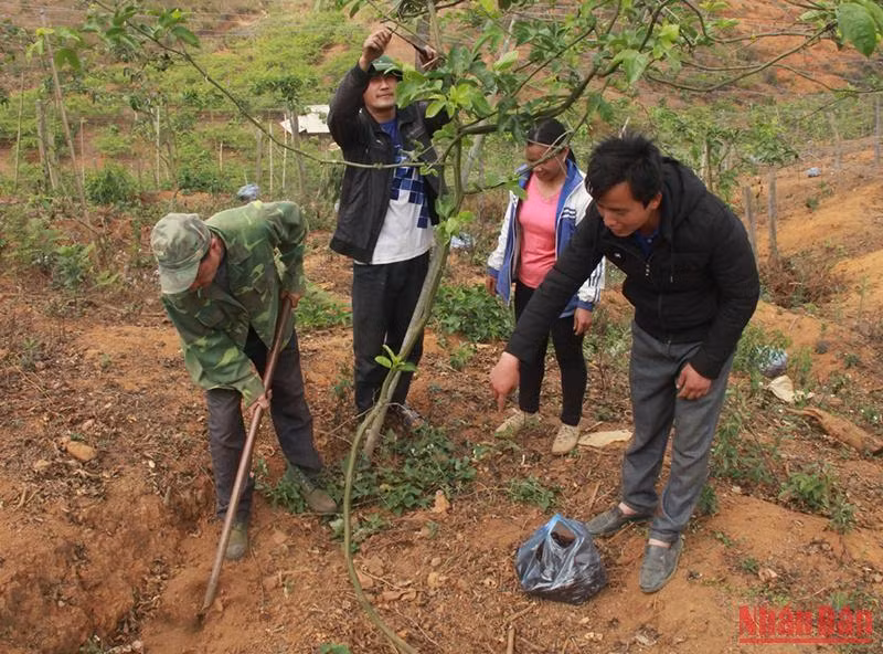 Người dân bản Lao Khô 1 hướng dẫn người dân cụm bản Phiêng Sa, huyện Xiengkhor kỹ thuật trồng chanh leo.