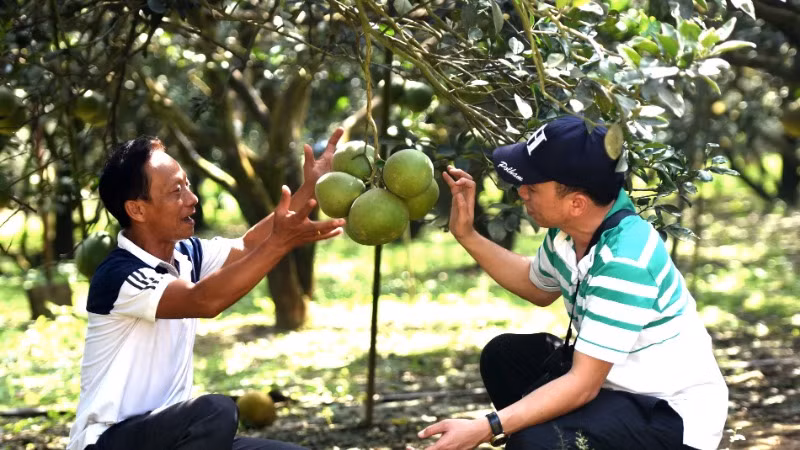 Ông Ngô Văn Sơn (bên trái) một trong những người trồng bưởi lâu năm ở vùng Tân Triều.