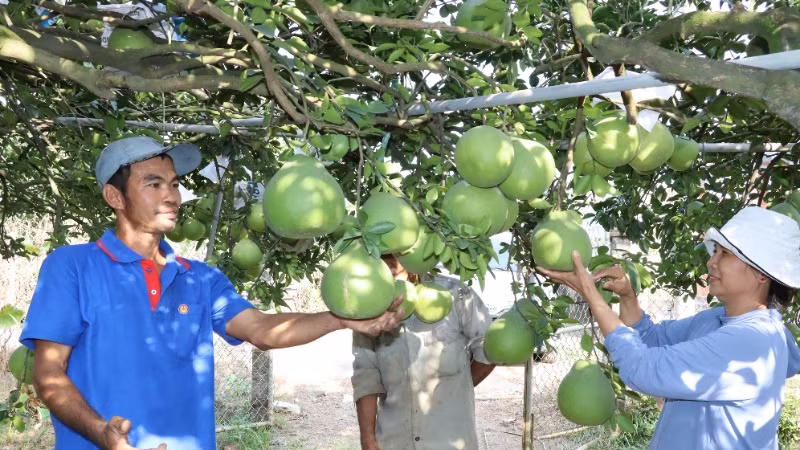 Bưởi Tân Triều được xem là đặc sản của tỉnh Đồng Nai.