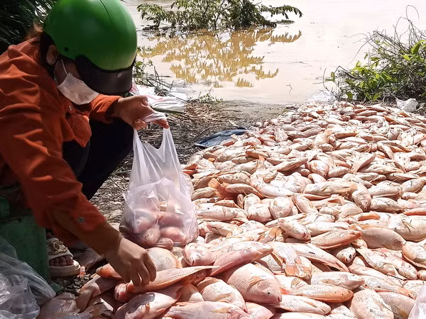 Cá chết tại các bè trên sông Đồng Nai được vớt lên bờ để bán.