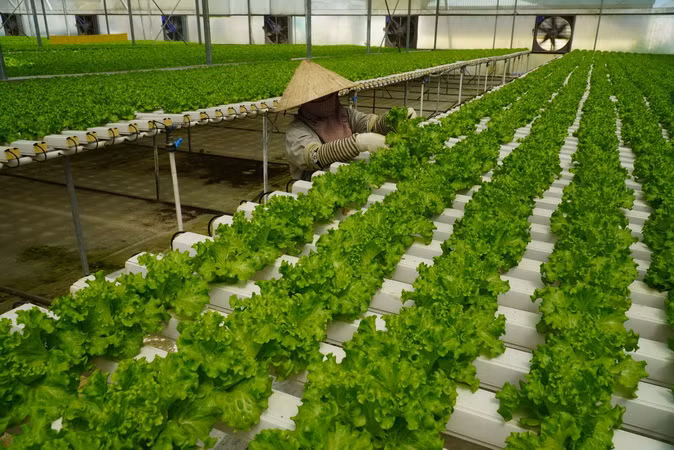 Sản xuất nông nghiệp ứng dụng công nghệ cao ngày càng được áp dụng rộng rãi ở Đồng Nai.