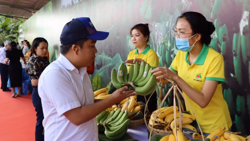 Trưng bày chuối xuất khẩu ở Đồng Nai. Trưng bày chuối xuất khẩu ở Đồng Nai.