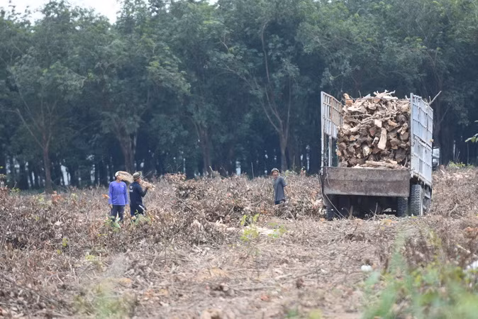 Chặt cây cao-su để giải phóng mặt bằng xây khu tái định cư dự án cao tốc Biên Hòa-Vũng Tàu. Chặt cây cao-su để giải phóng mặt bằng xây khu tái định cư dự án cao tốc Biên Hòa-Vũng Tàu.