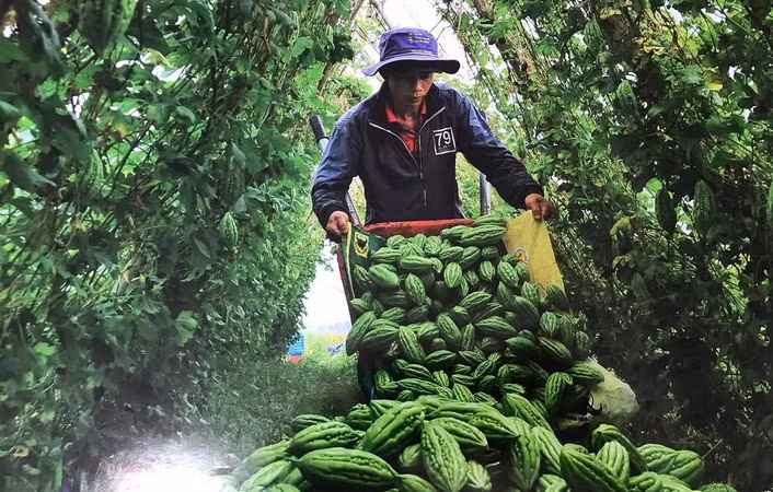 Nông dân thu hoạch nông sản năng suất cao nhờ ứng dụng công nghệ cao vào sản xuất tại huyện Xuân Lộc.