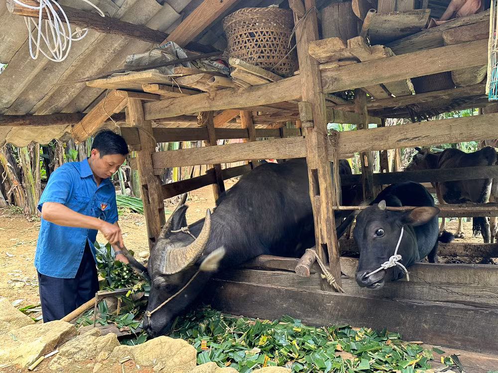 Nhờ chính sách hỗ trợ của Đảng, Nhà nước đối với các hộ nghèo, cuộc sống gia đình anh Lý Văn Nó, huyện Hà Quảng, tỉnh Cao Bằng đã từng bước được cải thiện. (Ảnh: THÀNH NAM) Nhờ chính sách hỗ trợ của Đảng, Nhà nước đối với các hộ nghèo, cuộc sống gia đình anh Lý Văn Nó, huyện Hà Quảng, tỉnh Cao Bằng đã từng bước được cải thiện. (Ảnh: THÀNH NAM)