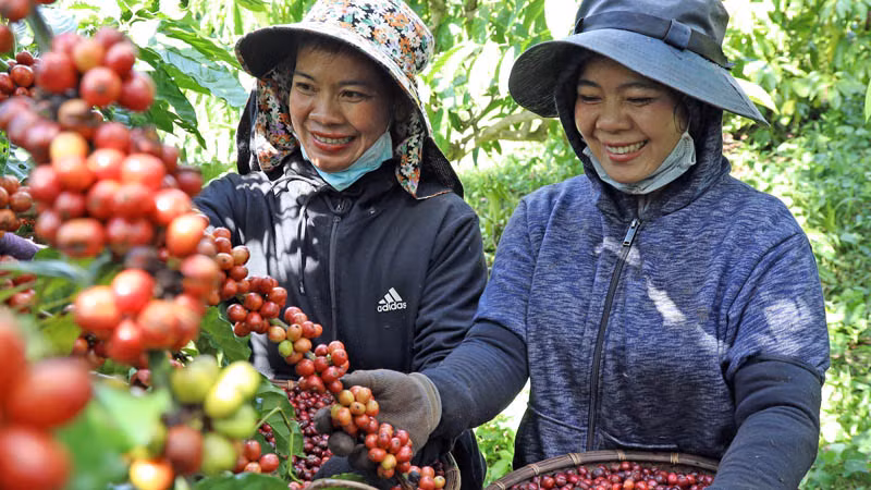 Mùa thu hoạch cà-phê tại Tây Nguyên. Mùa thu hoạch cà-phê tại Tây Nguyên.