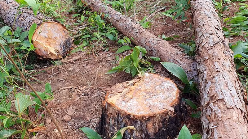 Gốc thông có đường kính khá lớn vừa bị triệt hạ. Gốc thông có đường kính khá lớn vừa bị triệt hạ.