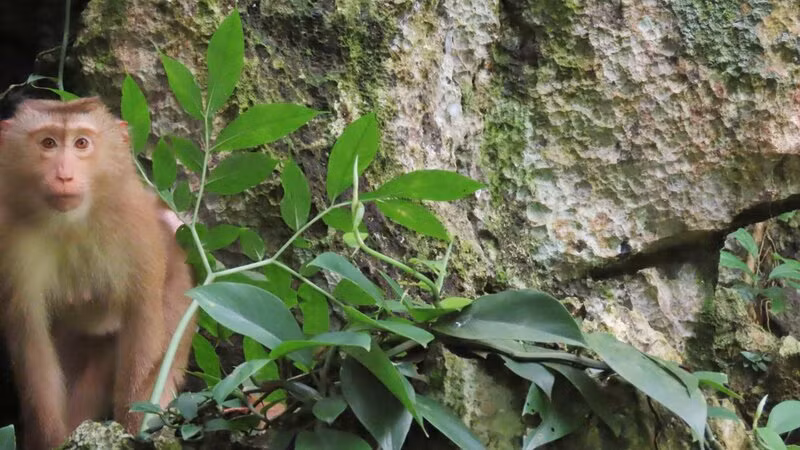 Động vật quý, hiếm tại Khu dự trữ thiên nhiên Thần Sa-Phượng Hoàng. Động vật quý, hiếm tại Khu dự trữ thiên nhiên Thần Sa-Phượng Hoàng.