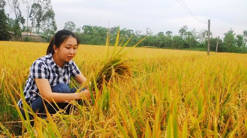 Lúa VD20 được trồng tại xã Tăng Hòa, huyện Gò Công Đông (Tiền Giang). 