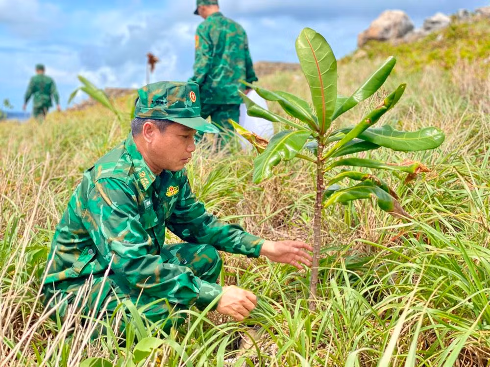 Một nửa hòn đảo 2000km2 chỉ toàn đá và cát trắng, đó là nơi những chú nhạn chọn làm điểm đẻ trứng mỗi mùa sinh sản. Phần còn lại, những mầm cây xanh bắt đầu mọc lên. Một số cây từ đợt trồng trước đã cho lộc. Một nửa hòn đảo 2000km2 chỉ toàn đá và cát trắng, đó là nơi những chú nhạn chọn làm điểm đẻ trứng mỗi mùa sinh sản. Phần còn lại, những mầm cây xanh bắt đầu mọc lên. Một số cây từ đợt trồng trước đã cho lộc.