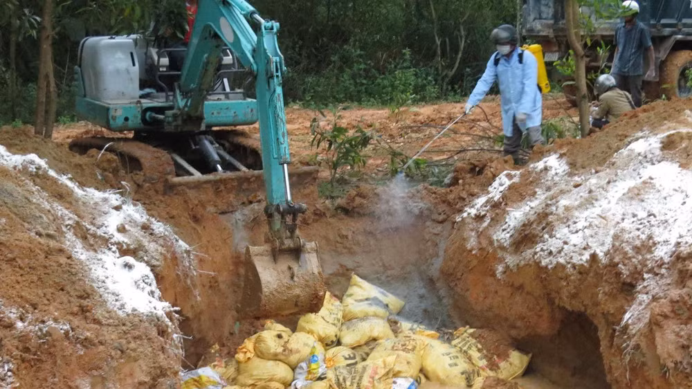Lực lượng chức năng Quảng Ngãi tiêu hủy gia cầm mắc bệnh.