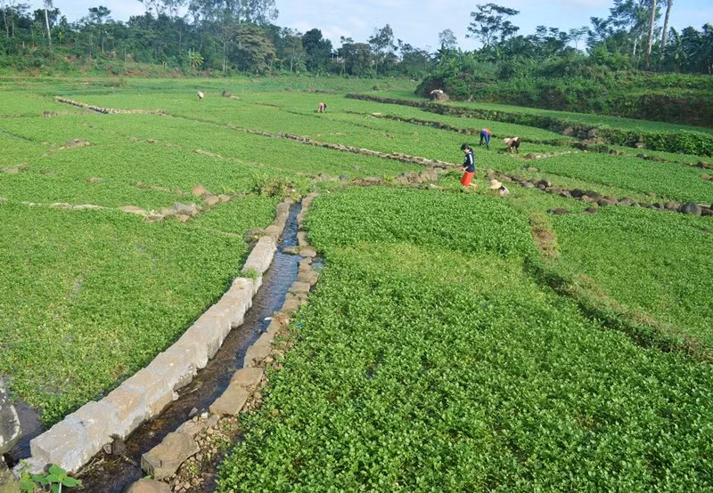 Nguồn nước được dẫn ra khỏi giếng cổ tưới cho ruộng rau liệt sống trên đá xanh tốt. Nguồn nước được dẫn ra khỏi giếng cổ tưới cho ruộng rau liệt sống trên đá xanh tốt.