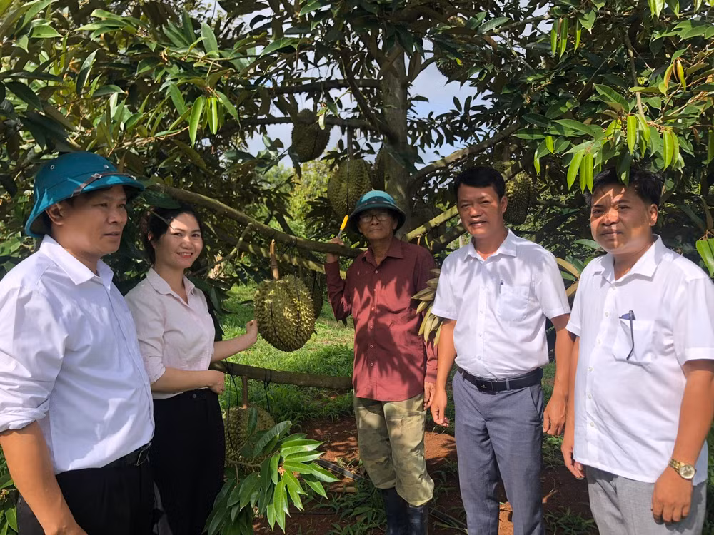 Cán bộ địa phương thăm vườn sầu riêng của gia đình ông Nguyễn Đình Sao, xã Ea Ly, huyện Sông Hinh, Phú Yên. (Ảnh: Văn Thùy)