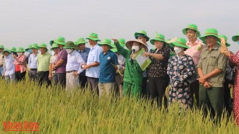Các đại biểu tham quan mô hình khảo nghiệm giống lúa chất lượng cao tại Viện Nghiên cứu Tập đoàn ThaiBinh Seed (huyện Quỳnh Phụ, tỉnh Thái Bình).