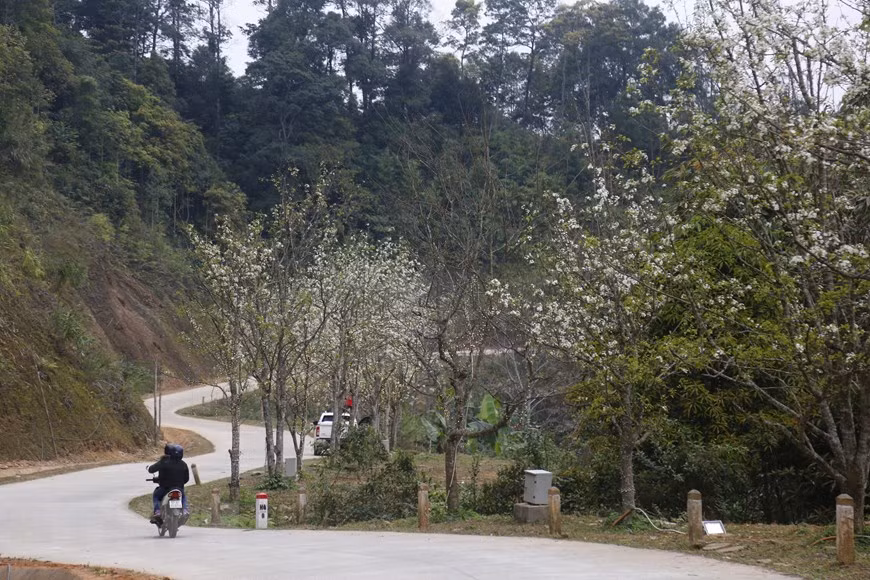 Con đường hoa lê được chính quyền xã Hồng Thái, huyện Na Hang, tỉnh Tuyên Quang trồng có chiều dài hơn 5km, chạy dài từ trung tâm xã đến giáp địa phận xã Cổ Linh, huyện Pắc Nặm, tỉnh Bắc Kạn. (Ảnh: Nam Sương/TTXVN)