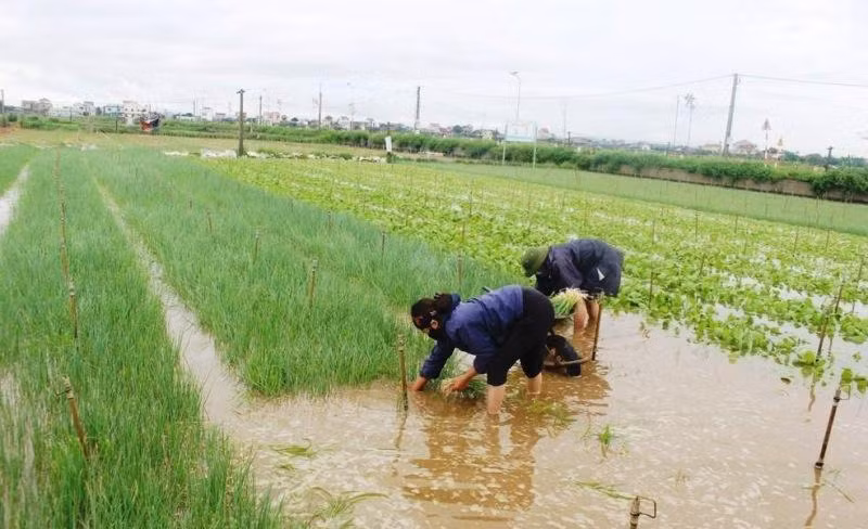 Bà con huyện Quỳnh Lưu tổ chức thu hoạch rau màu có nguy cơ ngập lụt khi bão Noru đổ bộ. (Ảnh: VIỆT HÙNG)