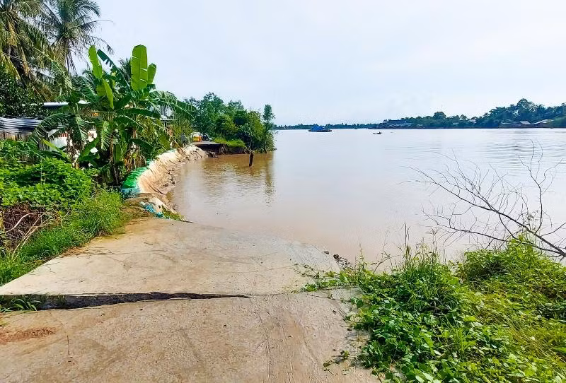 Triều cường cũng đã làm sạt lở đoạn đường đan ở xã Chánh An, huyện Mang Thít, tỉnh Vĩnh Long. (Ảnh: BÁ DŨNG) Triều cường cũng đã làm sạt lở đoạn đường đan ở xã Chánh An, huyện Mang Thít, tỉnh Vĩnh Long. (Ảnh: BÁ DŨNG)