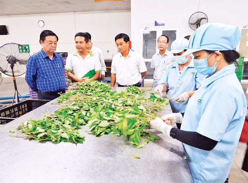 Đoàn công tác Bộ Nông nghiệp và Phát triển nông thôn khảo sát sản xuất rau sạch tại trang trại WinEco tại huyện Củ Chi. (Ảnh TRẦN TRUNG)