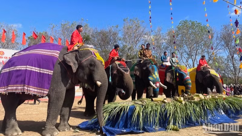 Hội voi Buôn Đôn là một trong những lễ hội đặc sắc vùng Tây Nguyên.