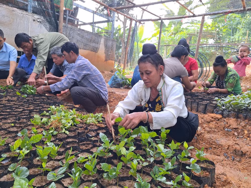 Học viên là đồng bào dân tộc thiểu số ở huyện Mường Ảng được hướng dẫn kỹ thuật chăm sóc cây cà-phê trong tum bầu.