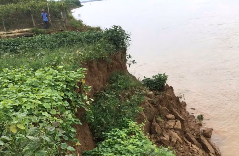 Người dân bất lực nhìn diện tích hoa màu bị lở xuống sông.