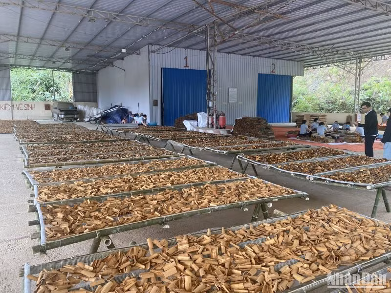 Quế vỏ và phần lớn tinh dầu quế của tỉnh Yên Bái chủ yếu được xuất khẩu sang các thị trường Đài Loan (Trung Quốc), Hàn Quốc, Nhật Bản, Nga, Mỹ, Ấn Độ... Quế vỏ và phần lớn tinh dầu quế của tỉnh Yên Bái chủ yếu được xuất khẩu sang các thị trường Đài Loan (Trung Quốc), Hàn Quốc, Nhật Bản, Nga, Mỹ, Ấn Độ...