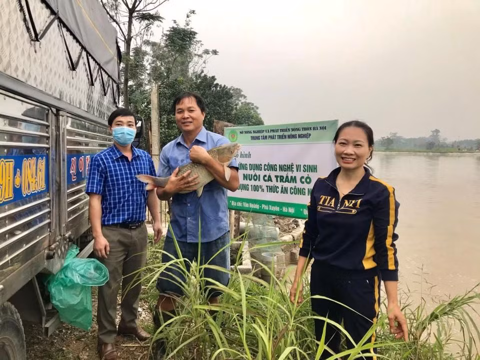 Thu hoạch cá trắm thương phẩm tại huyện Phú Xuyên (Hà Nội).
