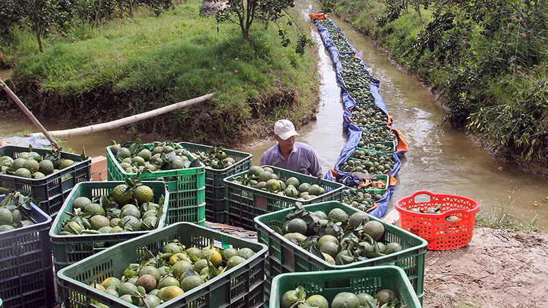 Nông dân huyện Trà Ôn thu hoạch cam sành.