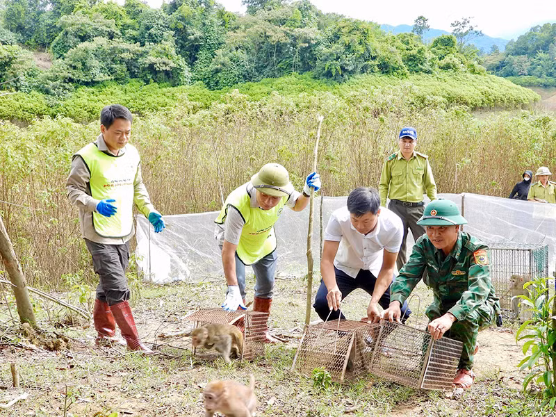 Vườn quốc gia Vũ Quang phối hợp với Chi cục Kiểm lâm Hà Tĩnh tái thả các cá thể động vật hoang dã về môi trường tự nhiên. (Ảnh NGUYỄN SƠN) Vườn quốc gia Vũ Quang phối hợp với Chi cục Kiểm lâm Hà Tĩnh tái thả các cá thể động vật hoang dã về môi trường tự nhiên. (Ảnh NGUYỄN SƠN)