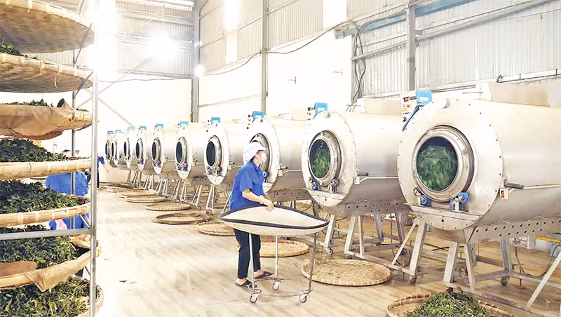 Xưởng sản xuất của nhà máy chế biến chè Bảo Yên.