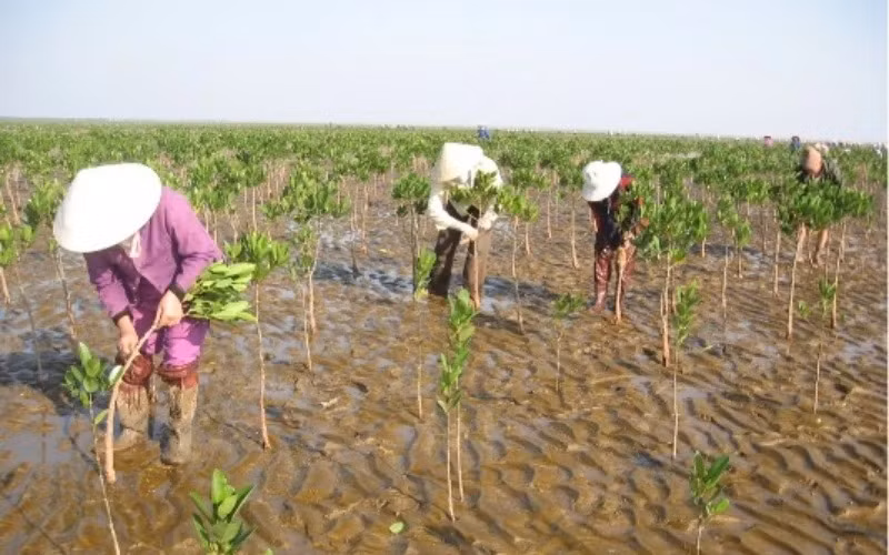 Người dân chăm sóc cây trồng trên đất ngập mặn. Ảnh: Dũng Minh