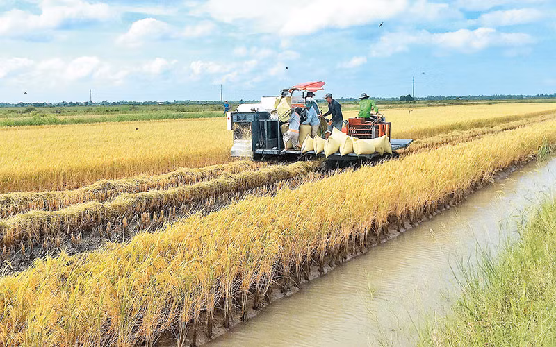 Thu hoạch lúa tại đồng bằng sông Cửu Long. 