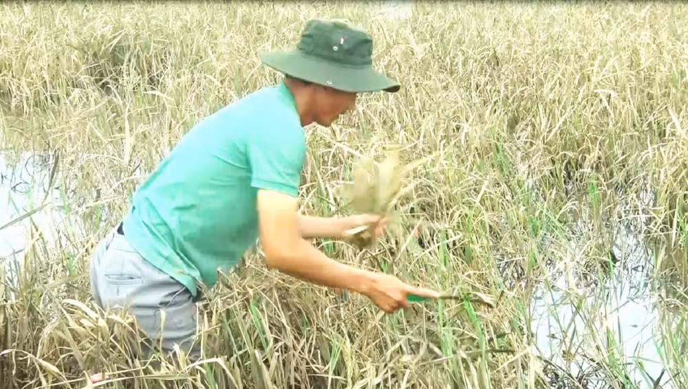 Sau khi nước lũ rút, người nông dân ở xã Buôn Tría, huyện Lắk thu gặt những diện tích còn sót lại để phục vụ chăn nuôi.