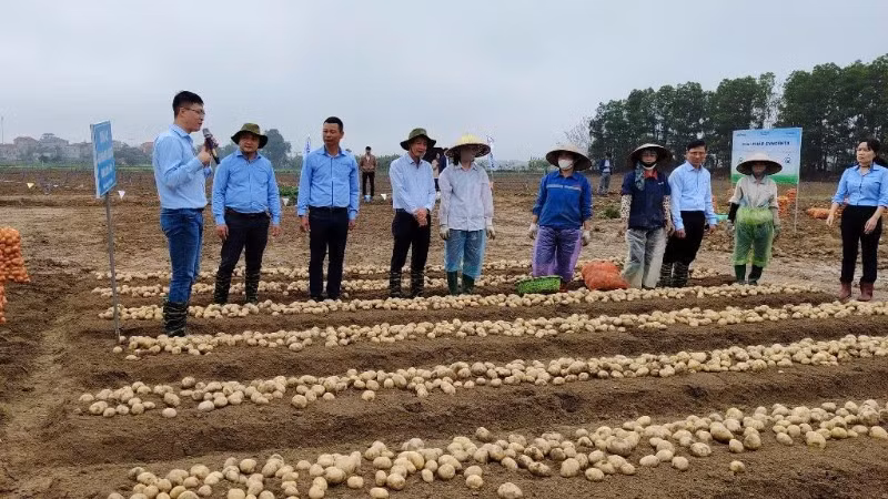 Cán bộ kỹ thuật cùng bà con nông dân trao đổi kinh nghiệm canh tác khoai tây bền vững tại Trung tâm học thuật PepsiCo (Quế Võ, Bắc Ninh). (Ảnh: MIINH AN)