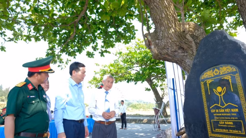 Các đại biểu nghe thuyết minh về cây bàng ở đảo Cồn Cỏ vừa được công nhận cây di sản Việt Nam.