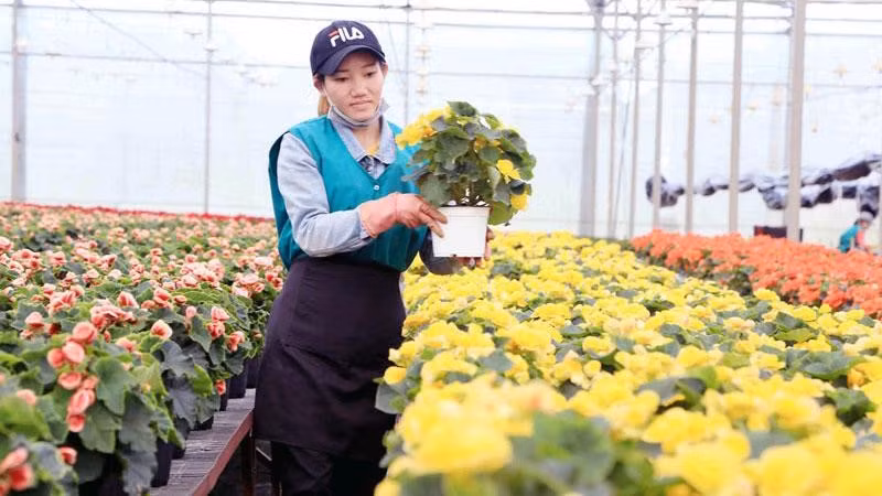 Sản xuất hoa công nghệ cao tại Lâm Đồng. (Ảnh: Bảo Văn)