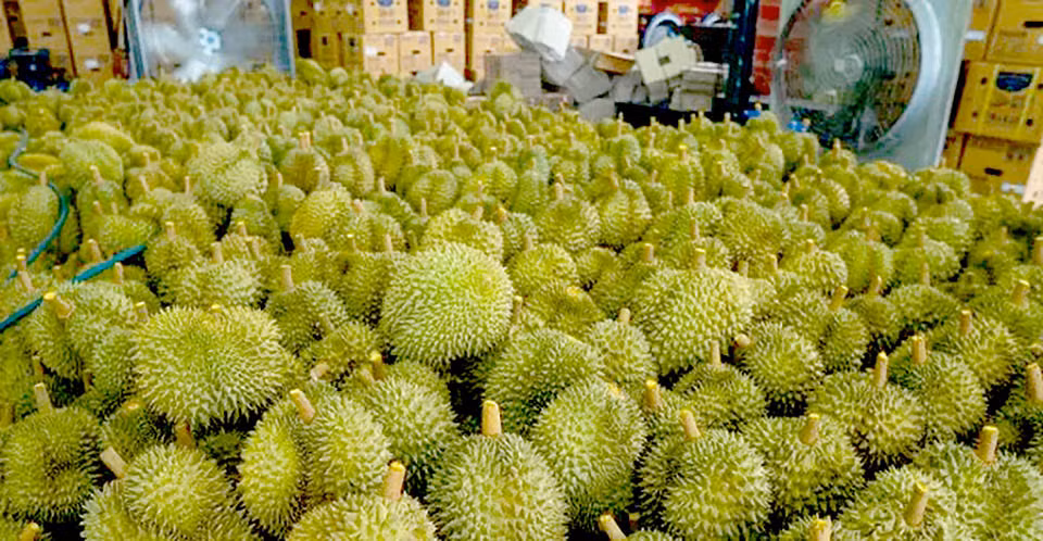 Thái Lan đặt mục tiêu đưa kim ngạch xuất khẩu sầu riêng năm 2023 lên 100 tỷ bạt. (Ảnh: Pattaya Mail)