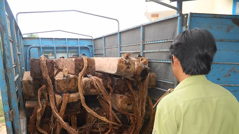 Lực lượng kiểm lâm Quảng Ngãi phát hiện, xử lý nhiều vụ vận chuyển lâm sản trái phép. Lực lượng kiểm lâm Quảng Ngãi phát hiện, xử lý nhiều vụ vận chuyển lâm sản trái phép.