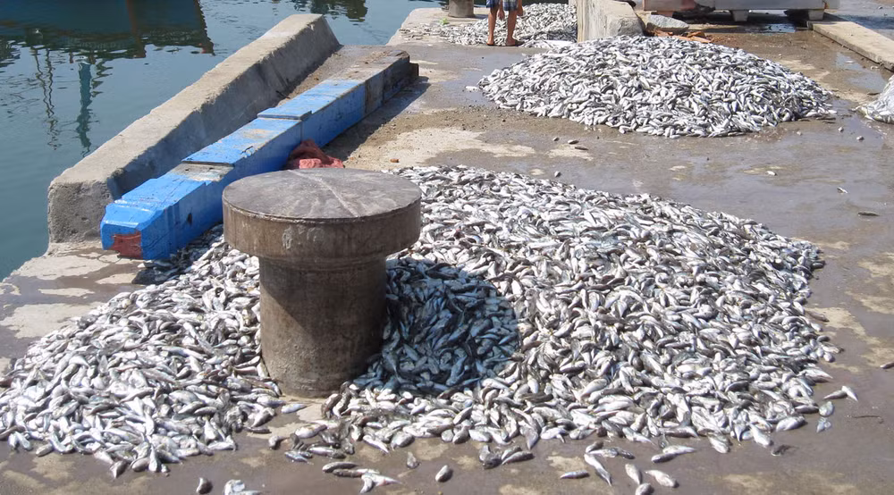 Trong cá nóc có thành phần chủ yếu là tetrodotoxins, thuộc nhóm độc tố thần kinh cực kỳ nguy hiểm. Trong cá nóc có thành phần chủ yếu là tetrodotoxins, thuộc nhóm độc tố thần kinh cực kỳ nguy hiểm.