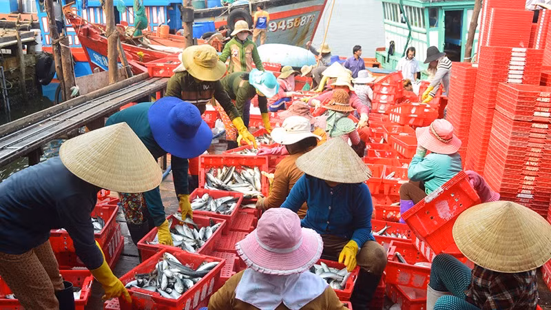 Khai thác thủy sản luôn được xem là thế mạnh của tỉnh Quảng Ngãi.