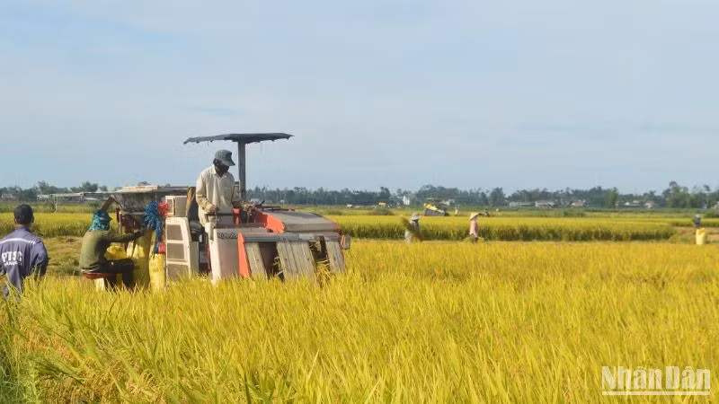 Năm 2024, sản xuất nông nghiệp của tỉnh Quảng Ngãi giành được nhiều thắng lợi. Năng suất lúa bình quân toàn tỉnh ước đạt 61 tạ/ha, sản lượng ước đạt 453.286 tấn.