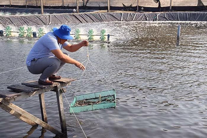 Công ty Thiên Hoàng Thịnh ứng dụng giải pháp bổ sung các vi sinh vật hữu ích trong ao nuôi, từ khâu xử lý nước đến khâu chăm sóc, quản lý trong quá trình nuôi nên tôm phát triển và tăng trưởng nhanh.