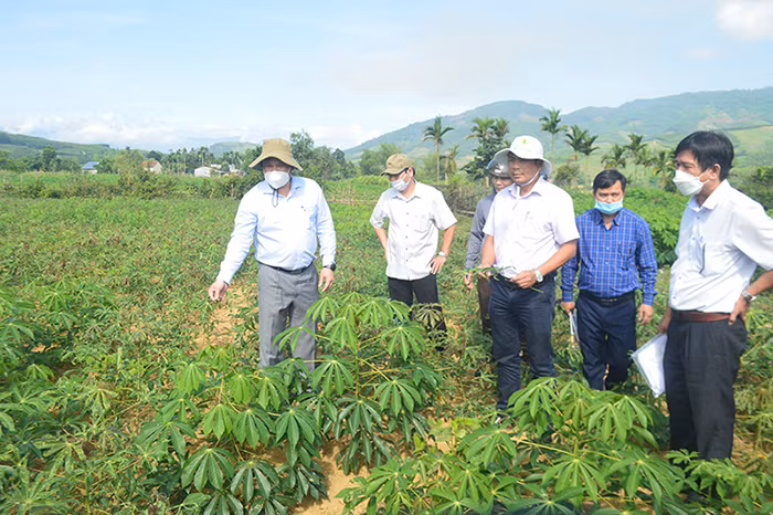 Nhiều năm qua, tỉnh Quảng Ngãi vẫn loay hoay trong việc tìm giải pháp hữu hiệu để phòng, chống bệnh virus khảm lá sắn. Nhiều năm qua, tỉnh Quảng Ngãi vẫn loay hoay trong việc tìm giải pháp hữu hiệu để phòng, chống bệnh virus khảm lá sắn.