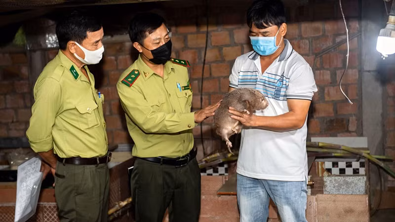 Tăng cường quản lý việc nuôi động vật hoang dã sẽ góp phần bảo vệ môi trường sống của động vật hoang dã, hạn chế lây lan dịch bệnh đến con người. Tăng cường quản lý việc nuôi động vật hoang dã sẽ góp phần bảo vệ môi trường sống của động vật hoang dã, hạn chế lây lan dịch bệnh đến con người.