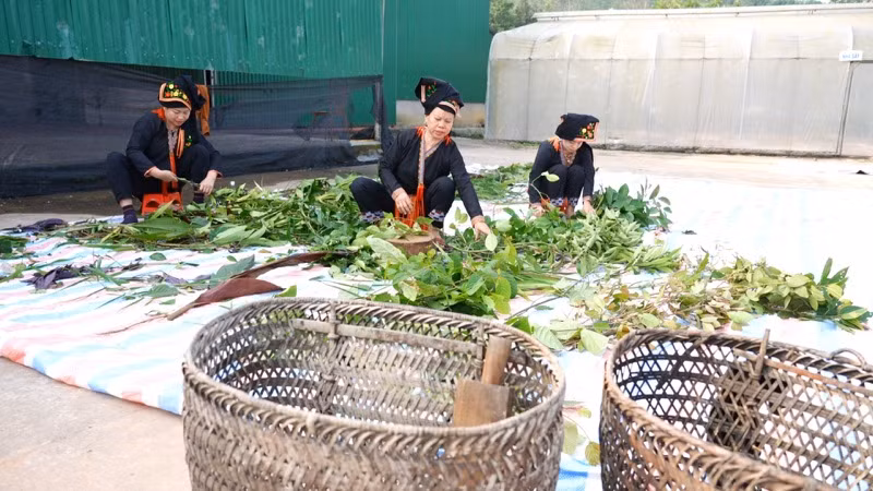 Bà con người Dao ở Đại Sơn, Văn Yên (Yên Bái) sơ chế dược liệu.