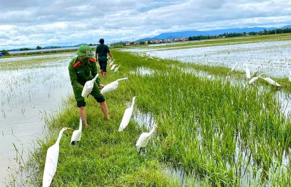 Thu gom, tiêu hủy cò giả mà các đối tượng dựng lên để dụ bẫy chim di cư 