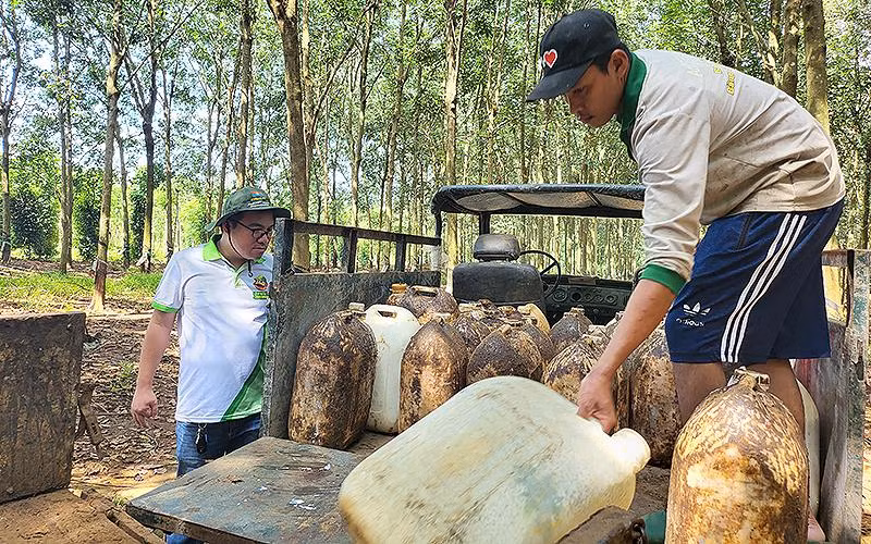 Anh Đặng Dương Minh Hoàng (bên trái) cùng các nhân viên nông trại Thiên Nông kiểm đếm lượng mủ cao-su sau khi thu hoạch.