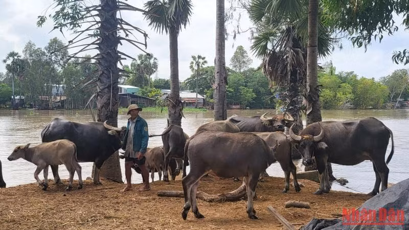 Một gò đất chưa ngập nước ở huyện Tịnh Biên thành nơi chen chân của hơn 20 con trâu. Một gò đất chưa ngập nước ở huyện Tịnh Biên thành nơi chen chân của hơn 20 con trâu.